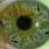 Iridologia