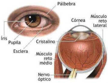 Iridologia