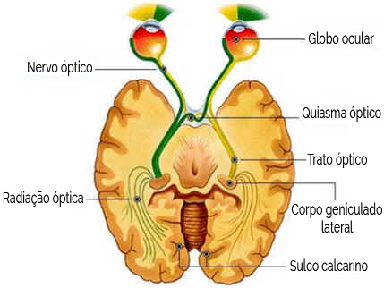 Iridologia