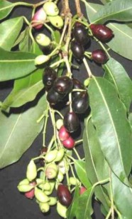 Jambolão