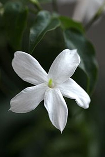Jasmim Jasmim