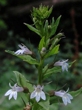 Lobelia Lobelia