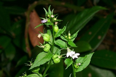 Lobelia Lobelia