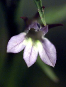 Lobelia Lobelia