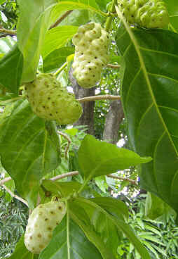 Noni Noni