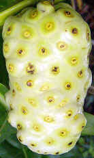 Noni Noni