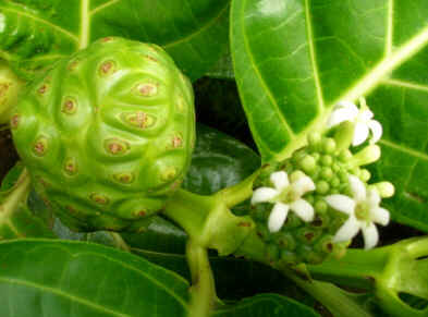 Noni Noni