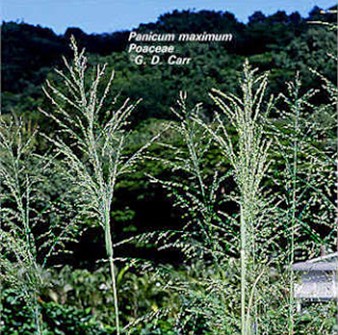Panicum