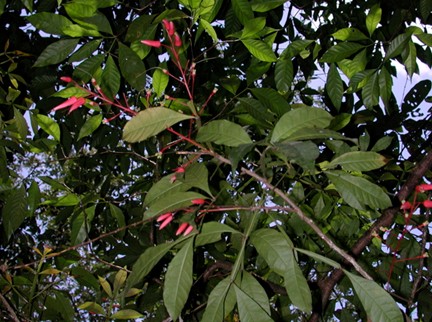 Pau Tenente