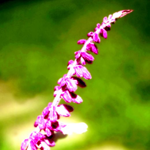 Pectus Pectus