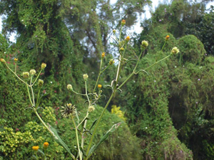 Picão Preto Picão Preto