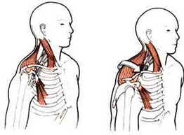 Postura Corporal