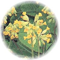 Primula