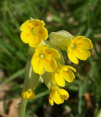 Primula
