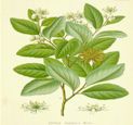 Quilaia