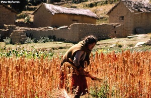 Quinoa