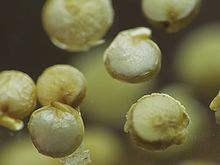 Quinoa
