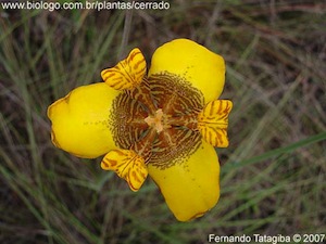 Ruibarbo
