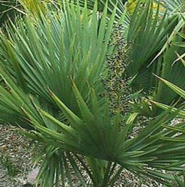 Fitoterápicos: Saw Palmetto