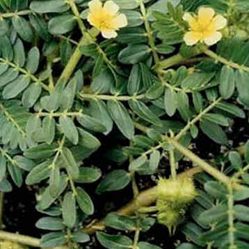 Tribulus Terrestris