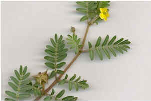 Tribulus Terrestris