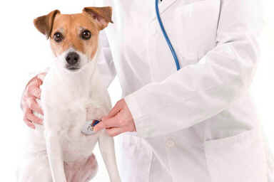 Dia do Médico Veterinário Dia do Médico Veterinário