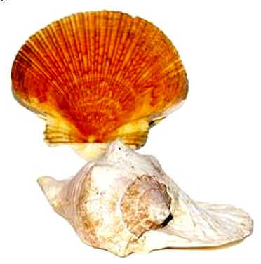 Conchas do Mar