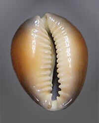 Conchas do Mar