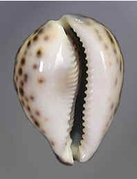 Conchas do Mar
