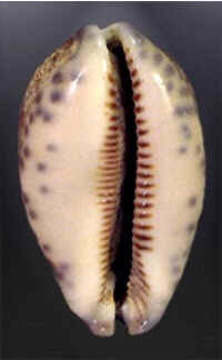 Conchas do Mar