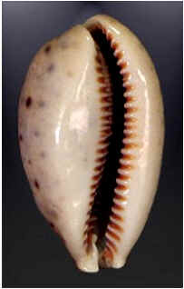 Conchas do Mar