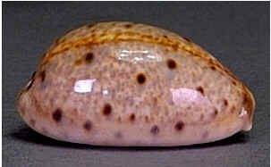 Conchas do Mar