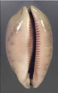 Conchas do Mar