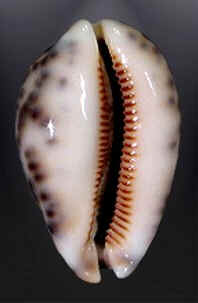 Conchas do Mar