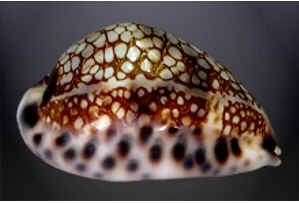 Conchas do Mar