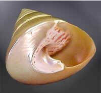 Conchas do Mar
