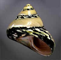 Conchas do Mar