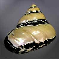 Conchas do Mar