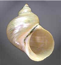 Conchas do Mar