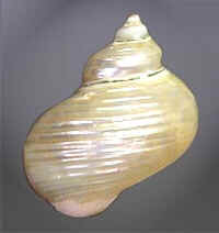 Conchas do Mar