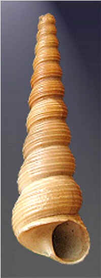 Conchas do Mar