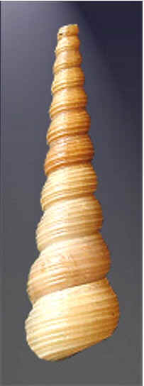 Conchas do Mar