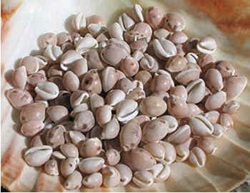 Conchas do Mar