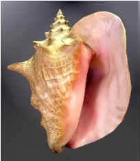 Conchas do Mar