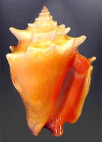 Conchas do Mar