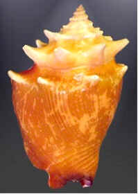 Conchas do Mar