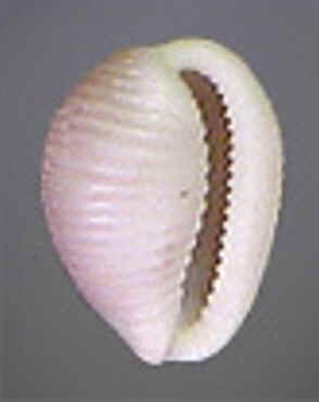 Conchas do Mar