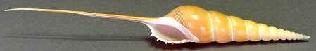 Conchas do Mar
