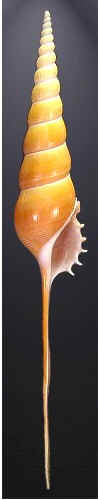 Conchas do Mar