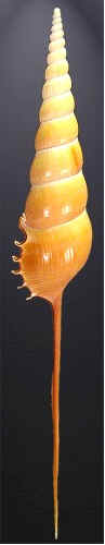 Conchas do Mar